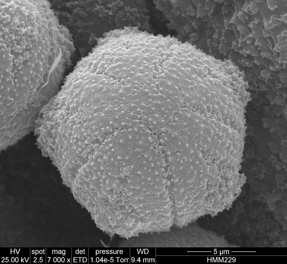 Microscopic pollen image of Myosotis saxatilis.