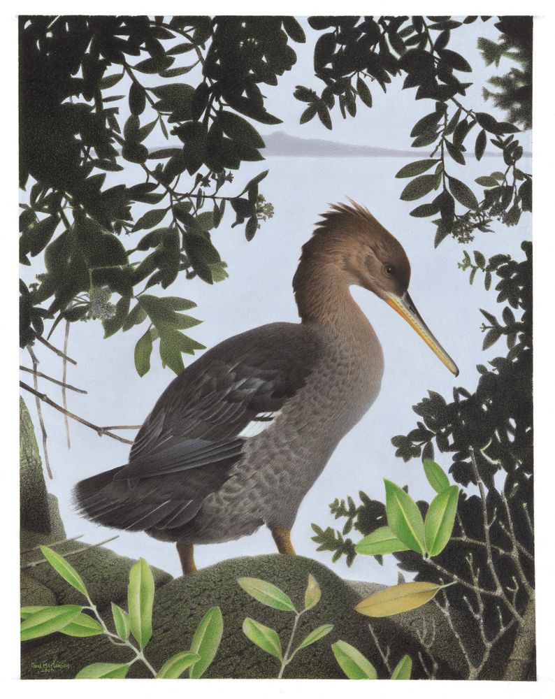 Watercolour of the extinct bird Southern Merganser.
