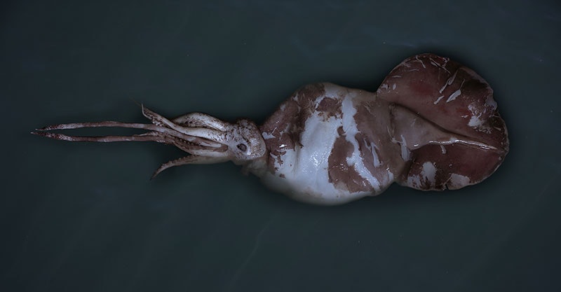 Colossal squid Mesonychoteuthis hamiltoni Robson, photographed from above