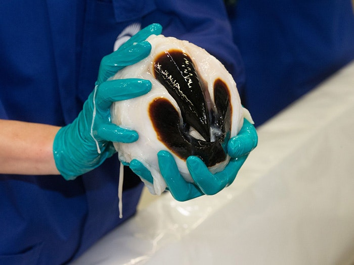 A scientist holds a colossal squid beak