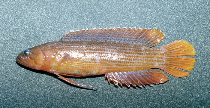 The new species of rockfish (specimen), 67 millimetres long. Te Papa (P.046264)