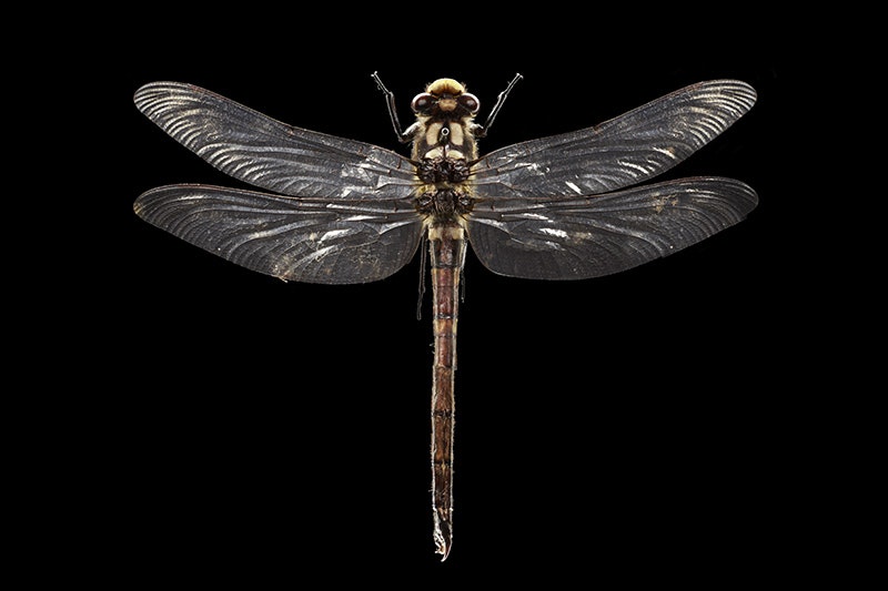 Giant NZ bush dragonfly