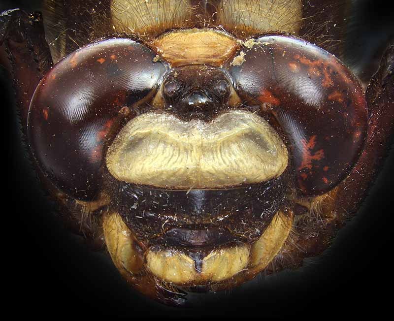 The eyes of the giant NZ bush dragonfly
