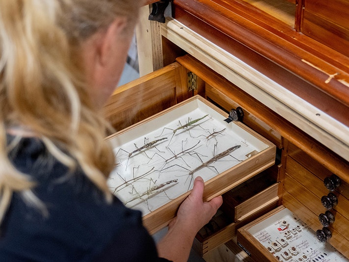 Julia Kasper looking at the Hudson Collection, 2018. Photograph by Rachael Hockridge. Te Papa (109965) A woman looking at wooden drawers of insects.