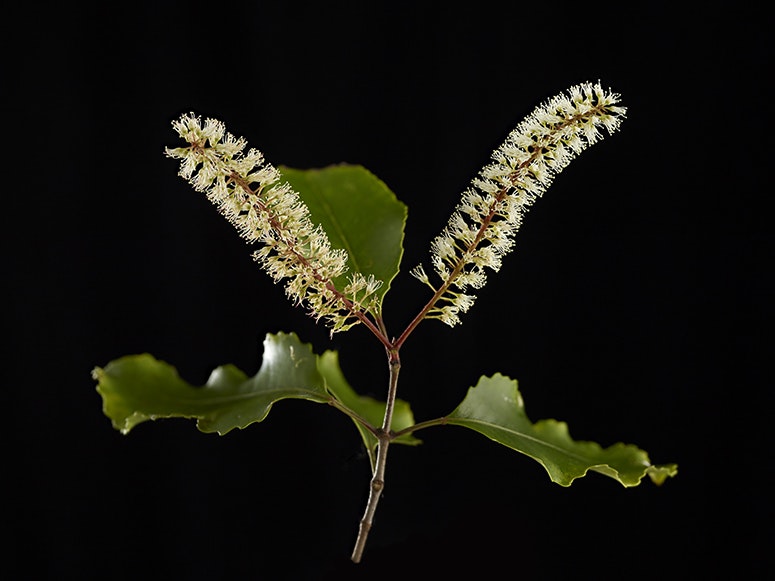 Kamahi, Weinmannia racemosa, 2019. Photo by Michael O'Neill. Te Papa (128694) A piece of a plant on a black background. The plant has two flowering stalks with white flowers.