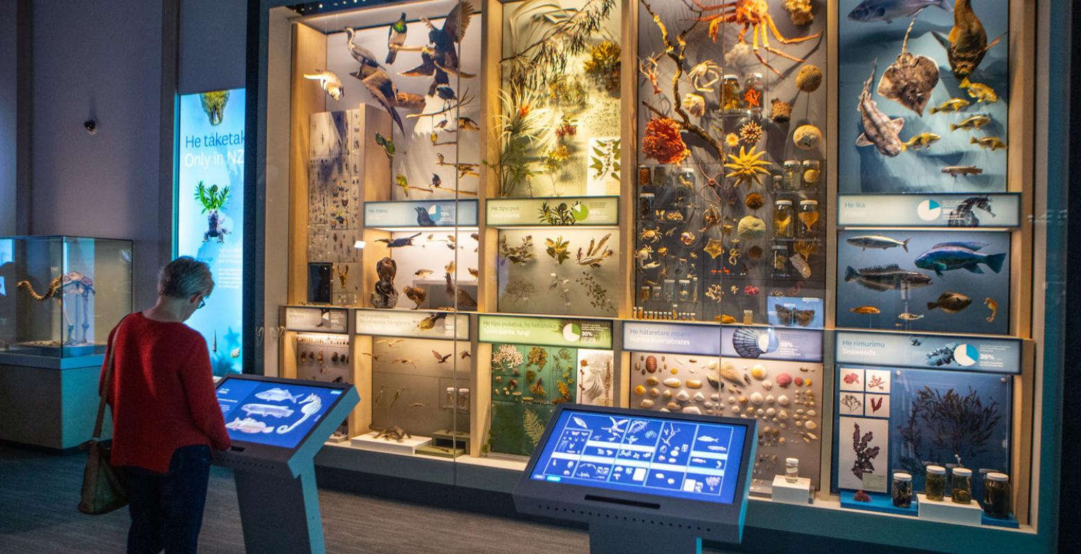 A visitor looks at a huge glass wall cabinet full of nature specimens