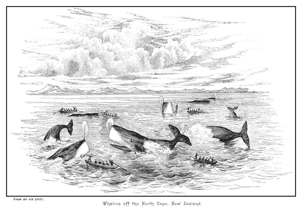 Engraving of whales being hunted