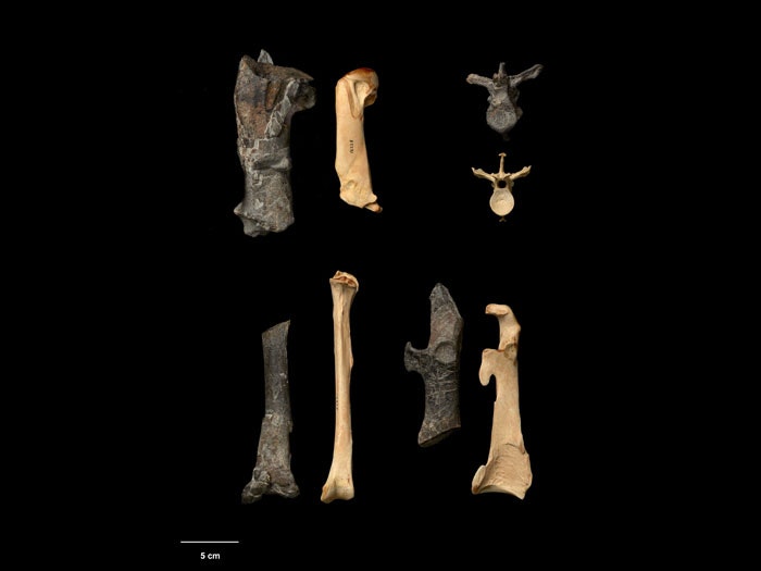 Partial bones of the new colossal fossil penguin (black) compared with those of an emperor penguin (pale). Clockwise from top left: humeri, vertebrae, coracoids, tibiotarsi. Photograph by Jean-Claude Stahl. Te Papa. =""