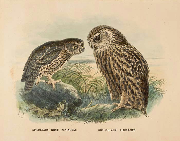 Morepork (Ruru) and Laughing owl (Whekau) (Spiloglaux Novae Zealandiae/ Sceloglaux albifacies)., 1872, London, by Johannes Keulemans. Acquisition history unknown. Te Papa (1992-0035-1093/3)