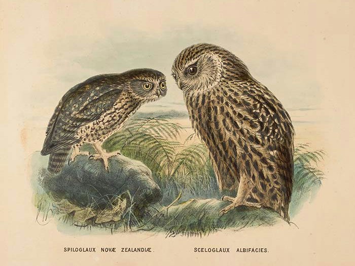 2012-bullers-1992-0035-1093-3_float.jpg Morepork (Ruru) and Laughing owl (Whekau) (Spiloglaux Novae Zealandiae/ Sceloglaux albifacies)., 1872, London, by Johannes Keulemans. Acquisition history unknown. Te Papa (1992-0035-1093/3)