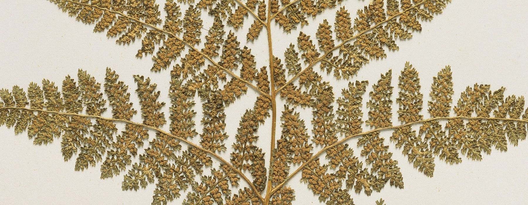 Thousand-leaved fern, Hypolepis millefolium Hook., collected 1888, New Zealand. Gift of The University of Western Ontario, Canada, 1967. Te Papa (P020070/J)