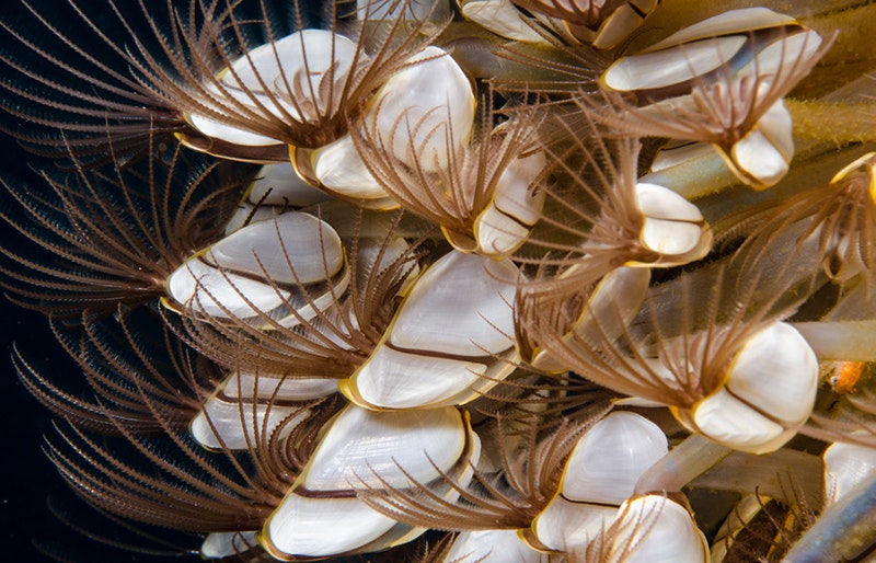 barnacles with fringes fanning out