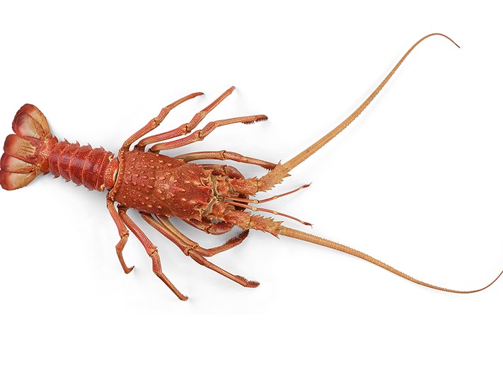 jasus-caveorum-webber_full.jpg A spiny lobster on a white background.