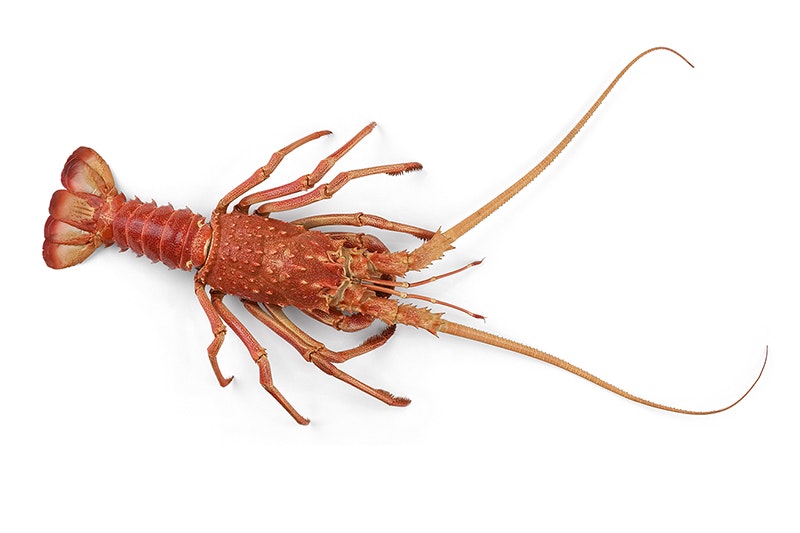 A spiny lobster on a white background.
