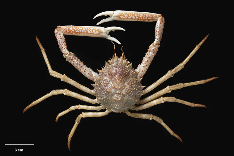 A large crab on a black background.