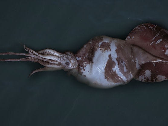 Colossal squid, Mesonychoteuthis hamiltoni Robson, 1925, collected 2008, Ross Sea, Antarctica. Gift of the Ministry of Fisheries, 2007. CC BY-NC-ND licence. Te Papa (M.190318) Colossal squid Mesonychoteuthis hamiltoni Robson, photographed from above