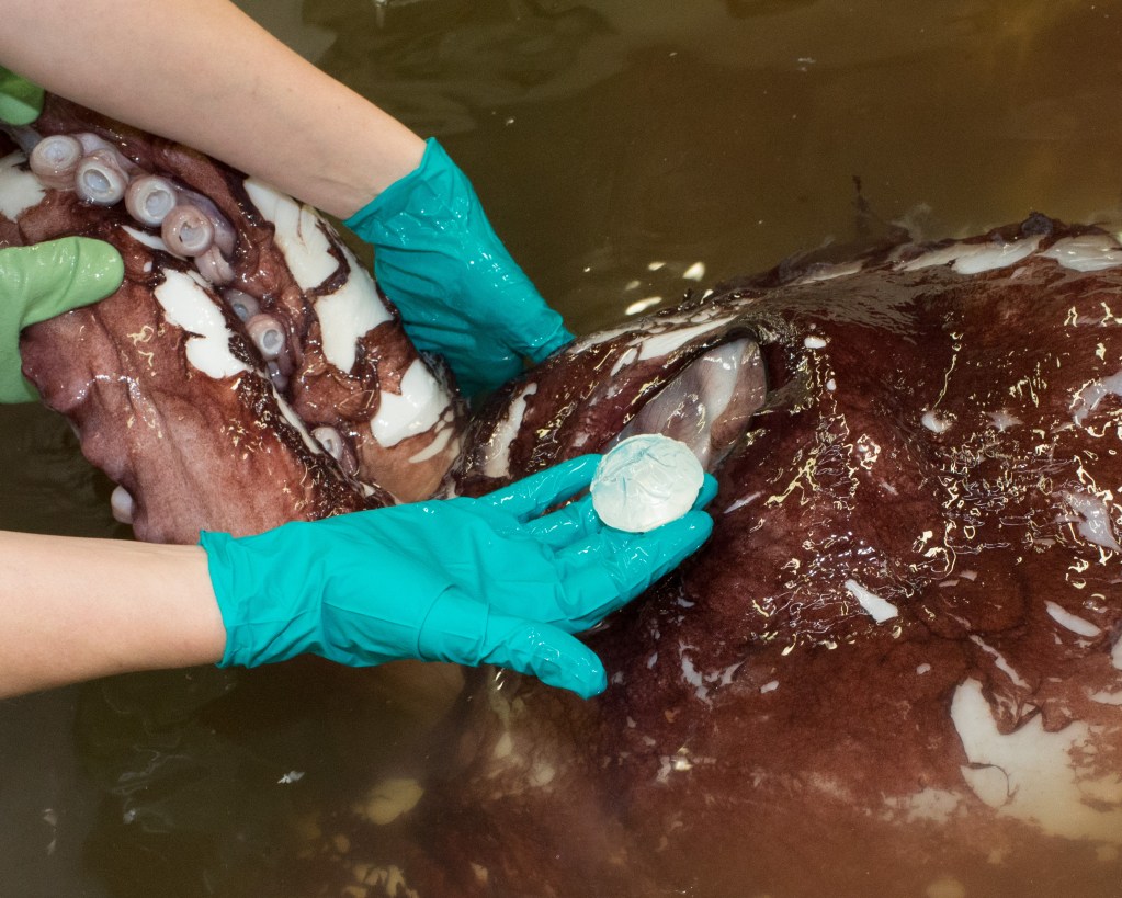 A hand holds the lens of the colossal squid's eye