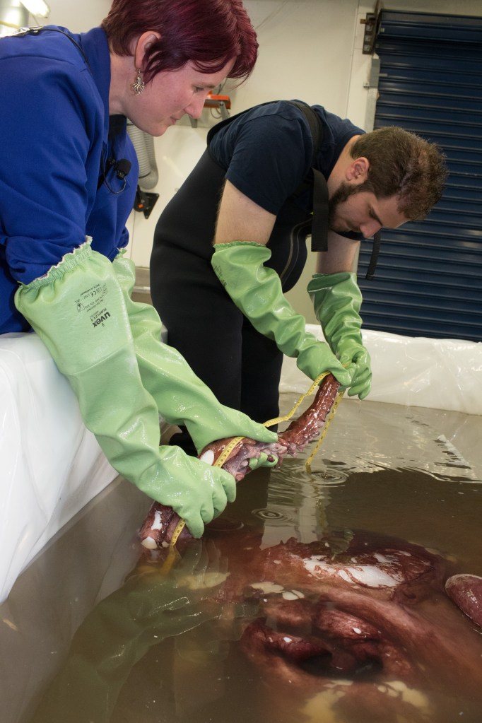 People measure the squid's arm