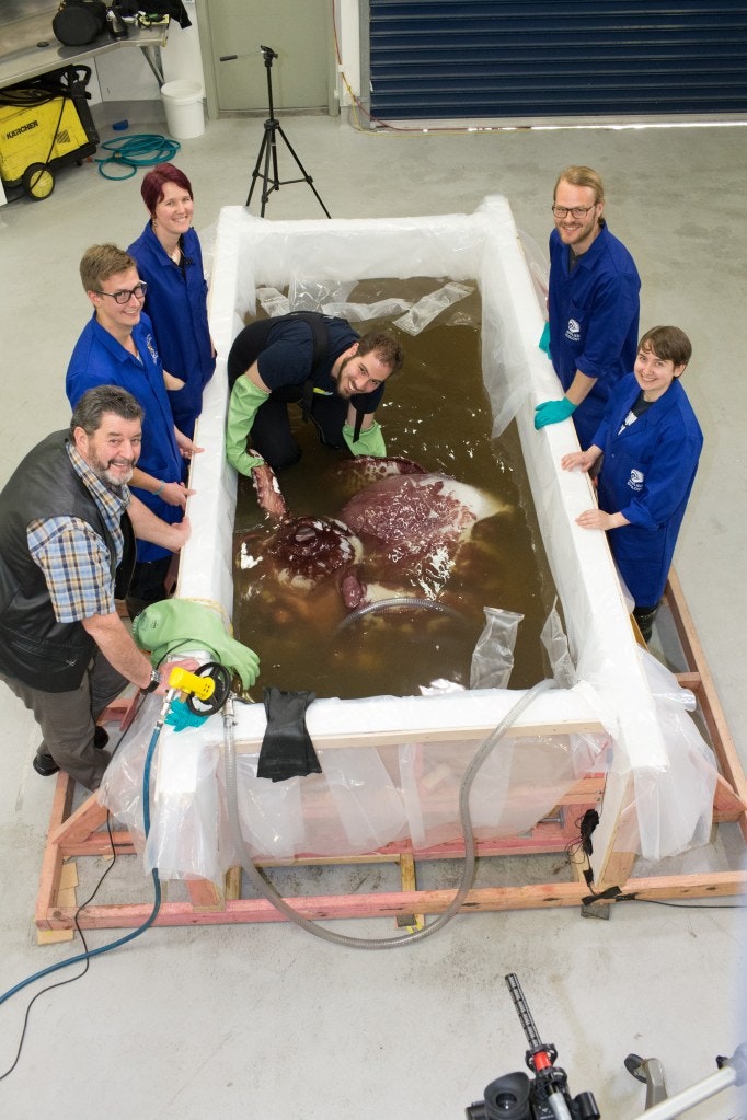 A split photo of a squid in a tank and a person standing in front of a dark background