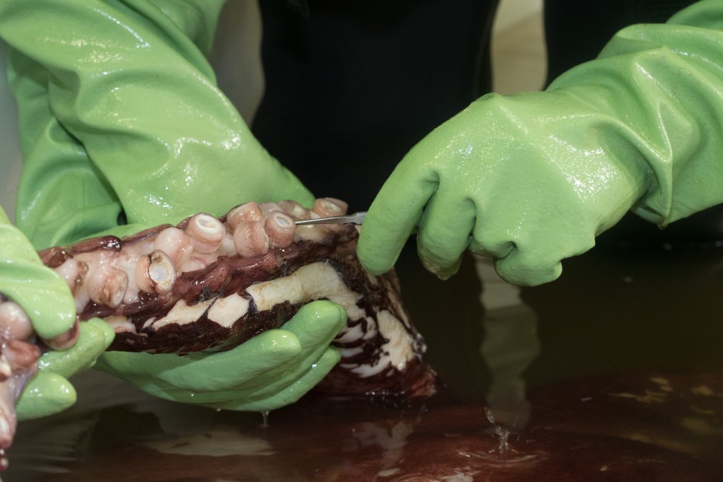 Taking samples from colossal squid suckers