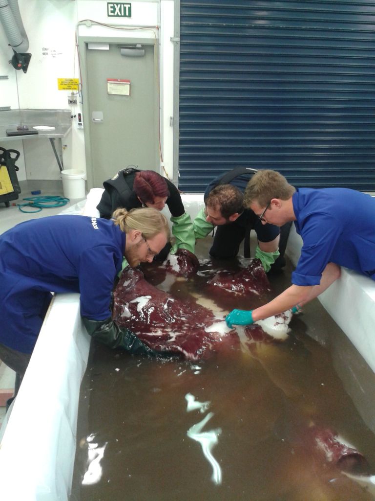 Scientists from Auckland University of Technology and Otago University examine the colossal squid