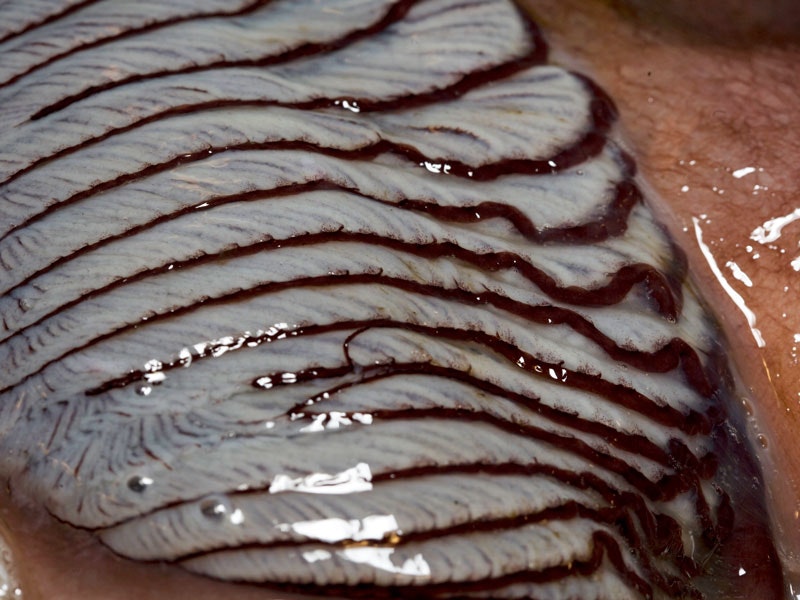 The gills of a colossal squid, 2008. Te Papa The gills of a colossal squid