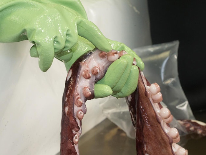 A scientists holds the tentacles of the colossal squid, 2014. Photograph by Norm Heke. Te Papa A scientists holds the tentacles of the colossal squid