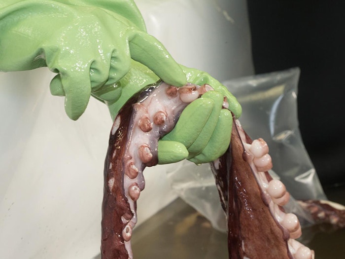 A scientists holds the tentacles of the colossal squid