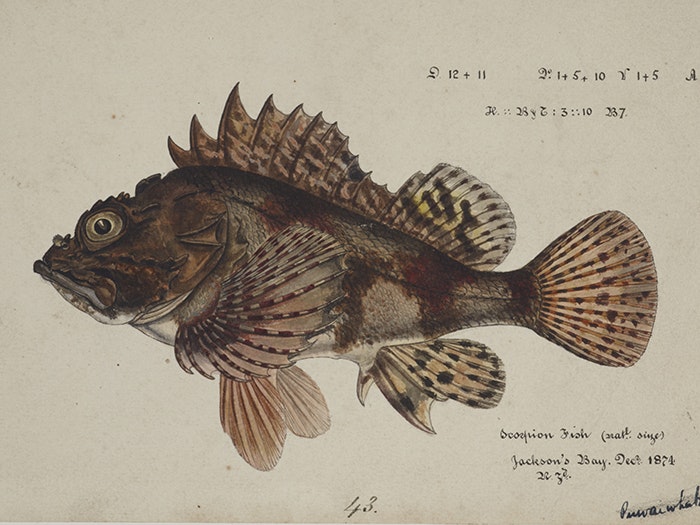 Scorpaena cardinalis ( Red Scorpion fish), 1874, New Zealand, by Frank Edward Clarke. Purchased 1921. Te Papa (1992-0035-2278/4) Watercolour illustration of Scorpaena cardinalis ( Red Scorpion fish), 1874