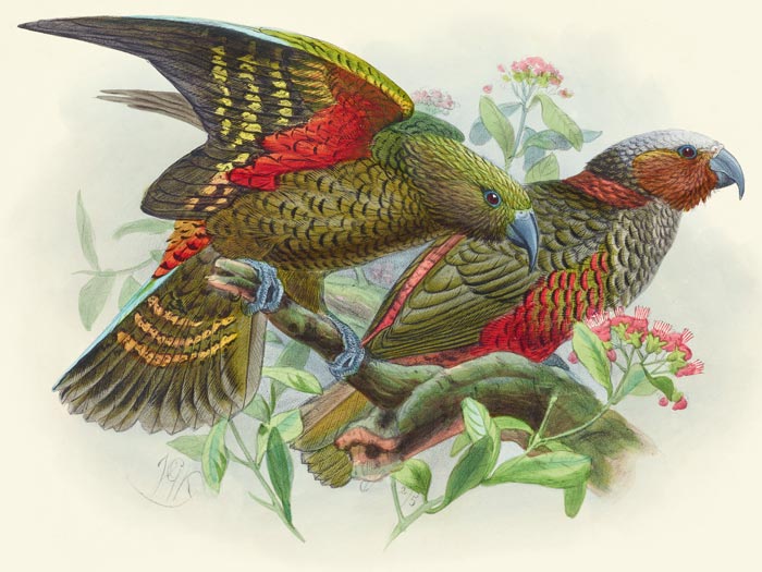 Kaka parrot and variety “Kaka-kura”. Nestor Meridionalis. (one-half natural size). Plate 17. From the book: A history of the birds of New Zealand Vol. 1, 1888, by Johannes Keulemans. Te Papa (RB001178/150a)