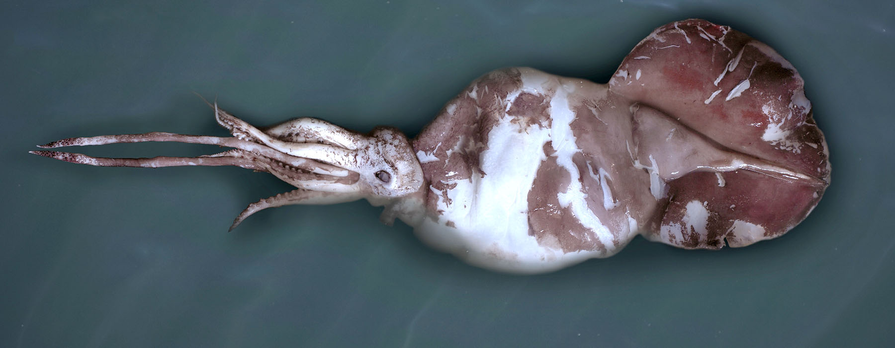Photograph of the colossal squid
