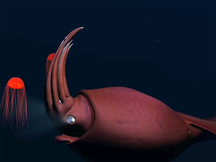 Digital reconstruction of the colossal squid, 2009. Te Papa ""