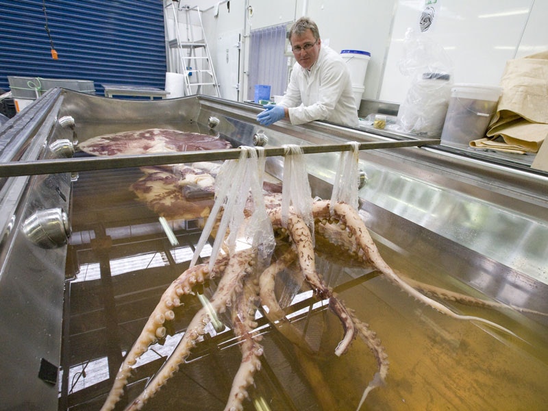 Scientist with colossal squid