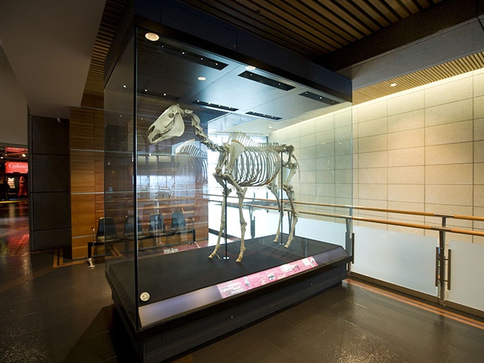 Skeleton of a horse in a glass box
