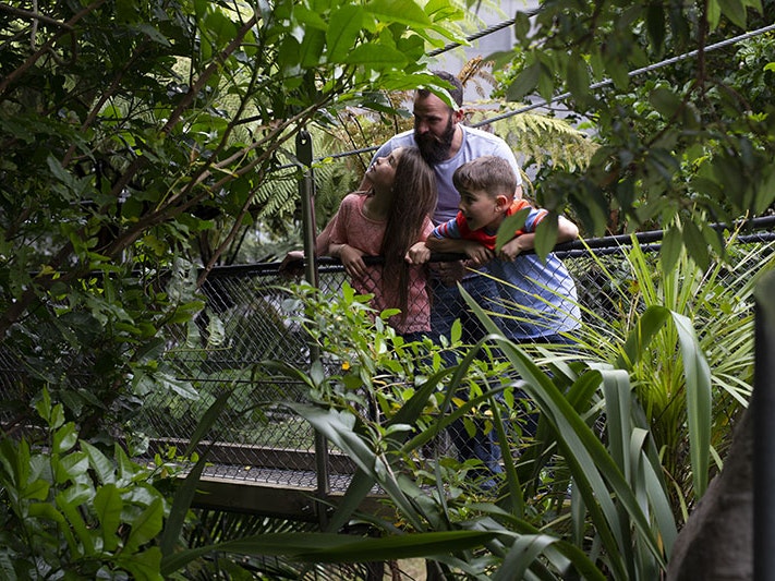Exploring Bush City, 2015. Photo by Michael Hall. Te Papa (94104) A man and two children standing on a suspension bridge look into the bush