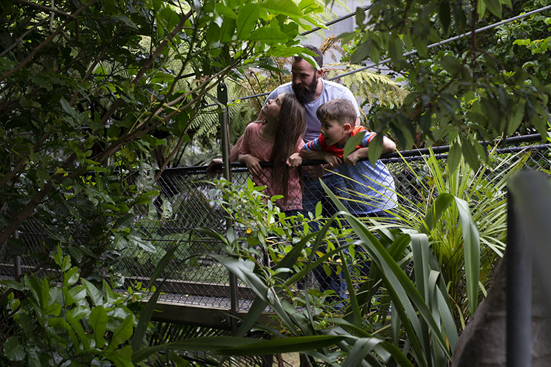 A man and two children standing on a suspension bridge look into the bush