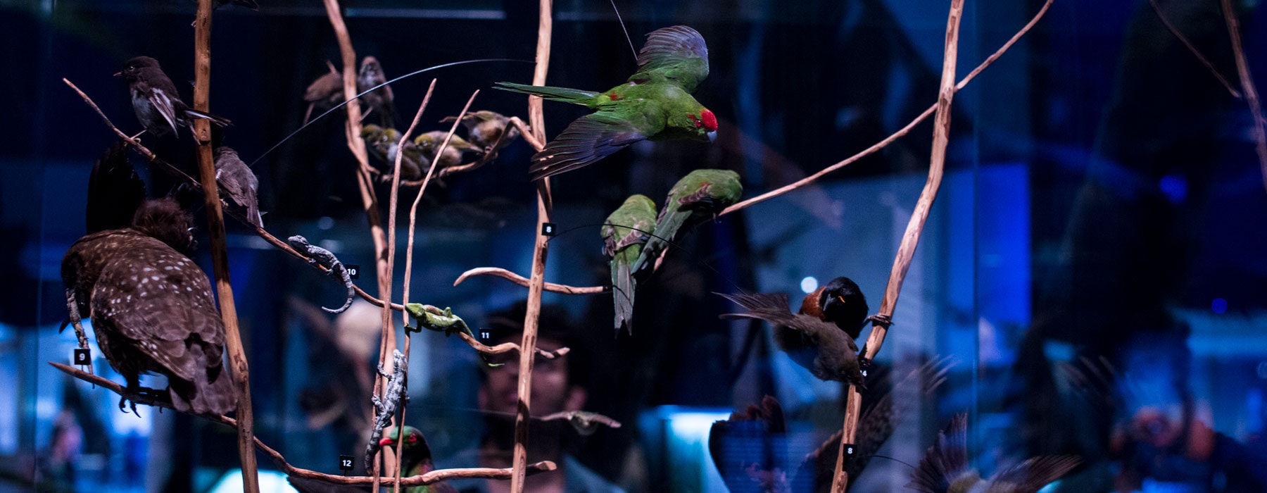 Taxidermy birds in the Mountains to Sea exhibition