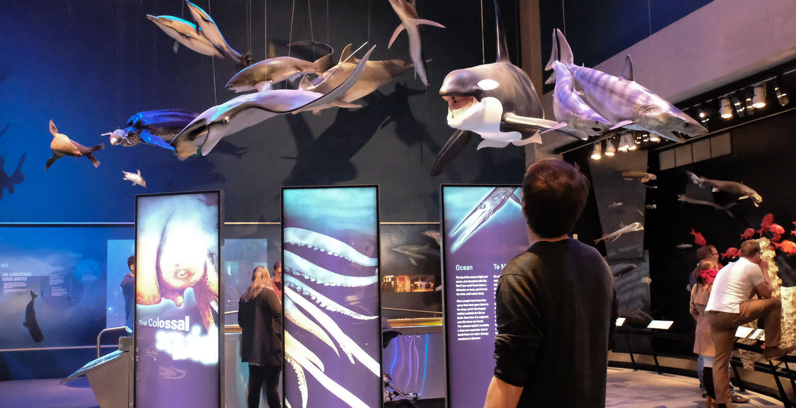 Marine life in the Mountains to Sea exhibition
