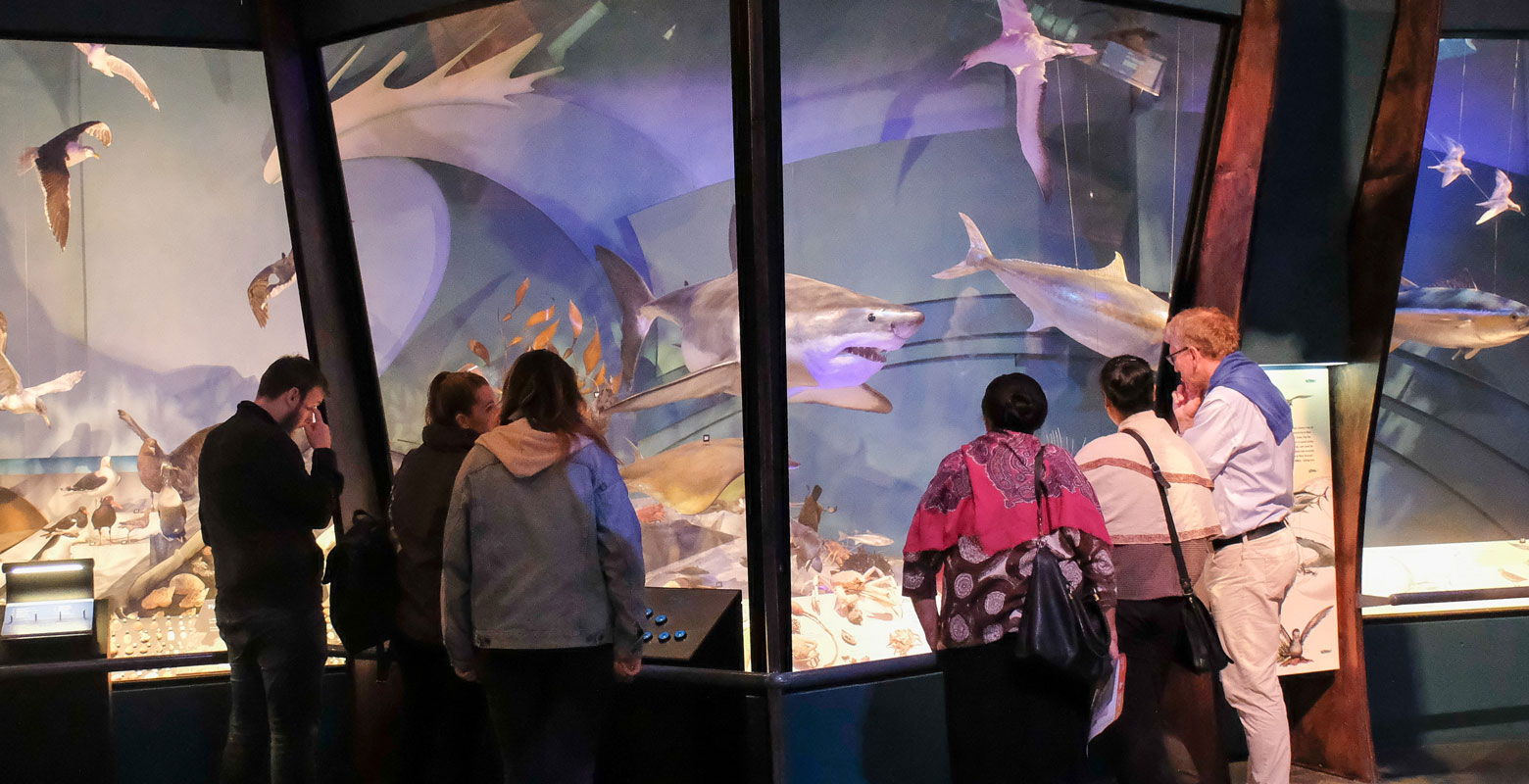 Visitors looking at marine specimens including a shark