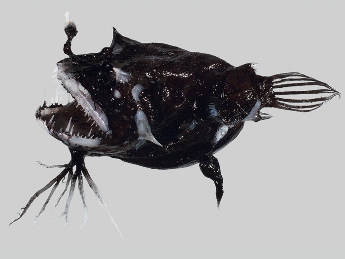 Black bearded fish