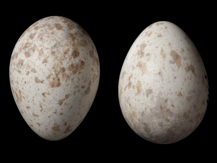 Black robin eggs