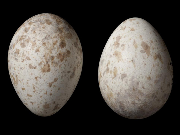 Black robin eggs