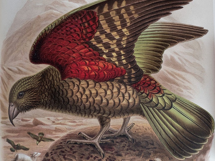 Kākā, plate 17 from the book A history of the birds of New Zealand Vol. 1, 1888, by Johannes Keulemans. Te Papa (RB001178/150a) =""