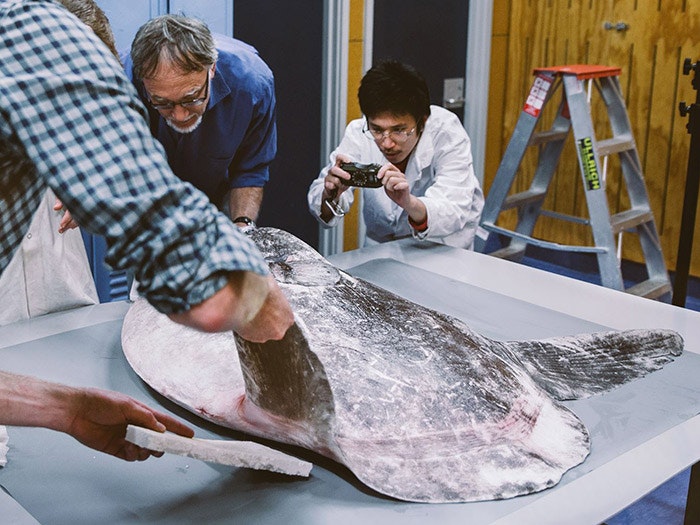 Te Papa scientists examine the new sunfish