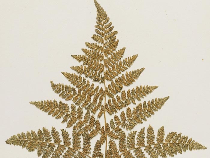 Thousand-leaved fern, Hypolepis millefolium Hook., collected 1888, New Zealand. Gift of The University of Western Ontario, Canada, 1967. Te Papa (P020070/J)