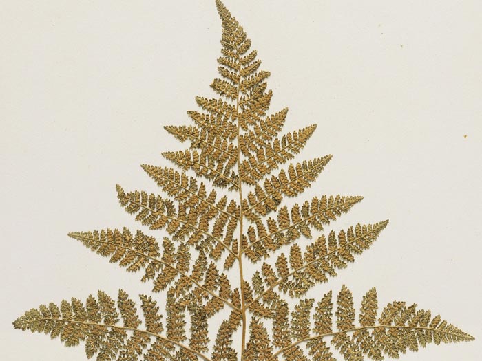 Thousand-leaved fern, Hypolepis millefolium Hook., collected 1888, New Zealand. Gift of The University of Western Ontario, Canada, 1967. Te Papa (P020070/J)