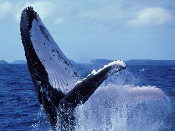 Whale breaching white