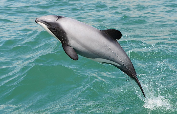 Hector’s dolphin