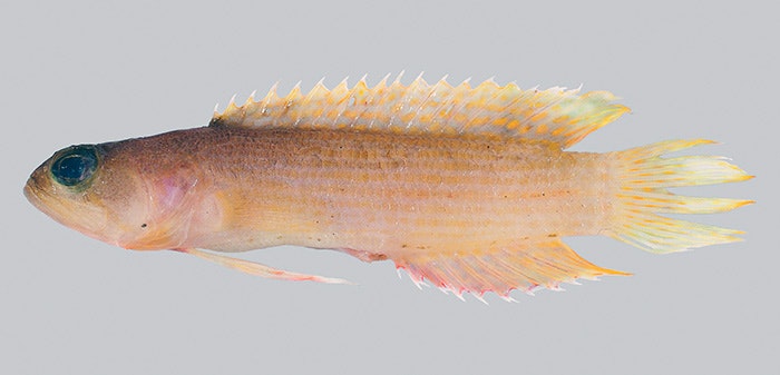 The new species of rockfish (specimen), 67 millimetres long. Te Papa (P.046264)
