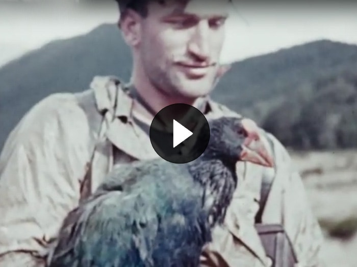 Member of the expedition holding a takahē